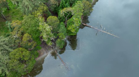 Vista aérea de pinos en hermosas tierras forestales
