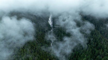 Téléchargez les photos : Vue aérienne de pins dans de belles terres forestières - en image libre de droit