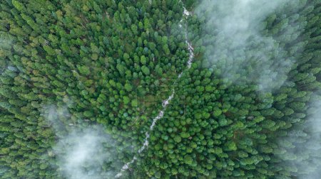 Foto de Vista aérea del hermoso paisaje montañoso del bosque de gran altitud - Imagen libre de derechos
