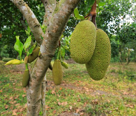 Photo for Green jackfruit grow on the Jack fruit tree - Royalty Free Image