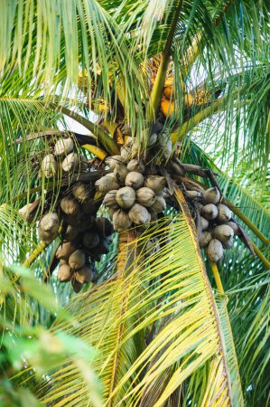 Fruits de noix de coco séchés sur arbre