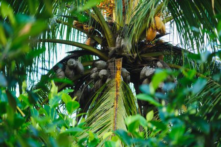 Getrocknete Kokosnussfrüchte am Baum