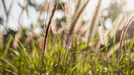 Téléchargez les photos : Foxtail herbe en croissance en plein air - en image libre de droit