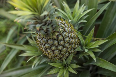 Téléchargez les photos : Ananas poussent sur l'arbre dans le jardin - en image libre de droit
