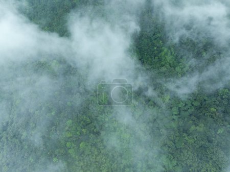 Vista aérea del hermoso paisaje montañoso del bosque de gran altitud