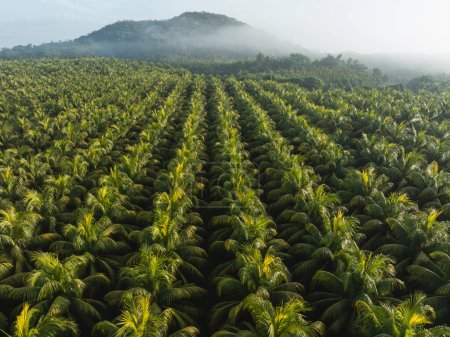 Foto de Vista aérea del campo de cocoteros - Imagen libre de derechos