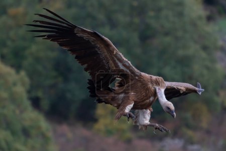 Téléchargez les photos : Beau portrait d'un vautour griffon eurasien volant dans les montagnes de Léon en Espagne - en image libre de droit