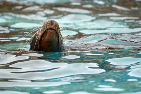 Schöne Nahaufnahme des Kopfes eines Seelöwen, der nach dem Schwimmen im Cabarceno Nationalpark in Kantabrien, Spanien, Europa atmet