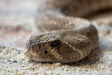 Photo for Beautiful close-up portrait of the head of a rattlesnake on small stones in the natural park of cabarceno, in cantabria, spain, europe - Royalty Free Image