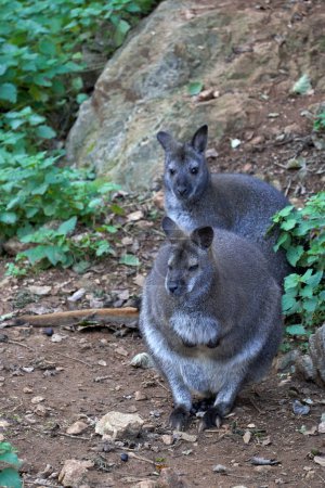 Foto de Beautiful vertical portrait of a pair of wallabies perched on the ground with rocks behind in cabarceno natural park, Cantabria, Spain, Europe - Imagen libre de derechos