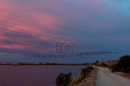 Photo for Beautiful sunset with a sky full of magenta clouds with a flock of birds flying and a path, surrounded by rice fields and marshes, in the Albufera natural park, in Valencia, Spain, Europe - Royalty Free Image