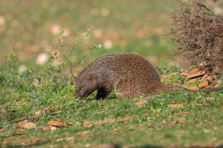 Beautiful portrait of a mongoose eating a piece of meat on the grass surrounded by bushes and stones in the forests of the Sierra Morena, Andalusia, Spain, Europe