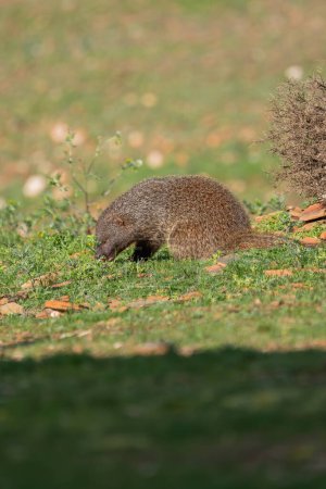 Beautiful vertical portrait of a mongoose eating a piece of meat on the grass surrounded by bushes and stones in the forests of the Sierra Morena, Andalusia, Spain, Europe