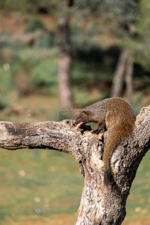 Beautiful portrait of a mongoose with a piece of meat in its mouth perched on a tree trunk with a forest in the background out of focus in the Sierra Morena, Andalusia, Spain, Europe