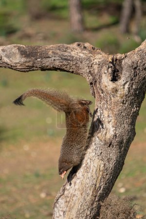 Beautiful portrait of a mongoose with a piece of meat in its mouth going down a tree trunk with a forest in the background out of focus in the Sierra Morena, Andalusia, Spain, Europe