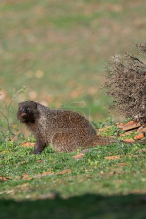 Beautiful vertical portrait of a mongoose in freedom looking at the camera perched on the grass in the forests of Sierra Morena, Andalucia, Spain, Europe