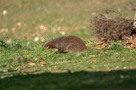 Beautiful portrait of a mongoose in freedom chewing a piece of meat perched on the grass in the forests of Sierra Morena, Andalusia, Spain, Europe