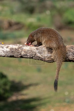 Beautiful vertical portrait of a mongoose on a tree trunk licking a piece of meat with its tail hanging down and the forest background out of focus in Sierra Morena, Andalusia, Spain, Europe