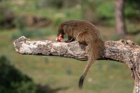 Beautiful portrait of a mongoose on a tree trunk eating a piece of meat with its tail hanging down and the forest background out of focus in Sierra Morena, Andalusia, Spain, Europe