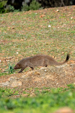 Beautiful vertical portrait of a mongoose walking on the stones and grass in search of a trail of food in the forests of Sierra Morena, Andalusia, Spain, Europe