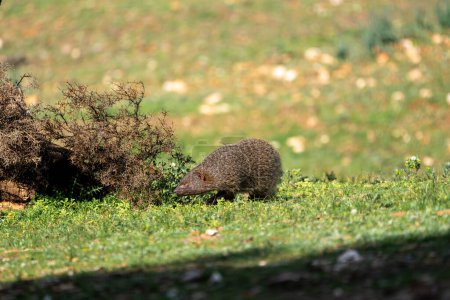 Beautiful side portrait of a mongoose walks on the grass stealthily next to a bush and tree trunk in the forests of Sierra Morena, Andalusia, Spain, Europe