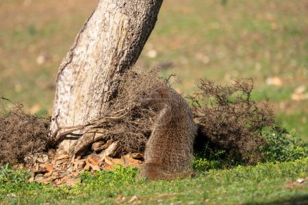 Beautiful portrait from the back and with a side look of a mongoose standing on the grass next to a bush and tree trunk in the forests of Sierra Morena, Andalusia, Spain, Europe