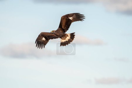 Beautiful portrait of a golden eagle in full flight with its wings spread and the cloudy sky in the background in Sierra Morena, Andalucia, Spain, Europe