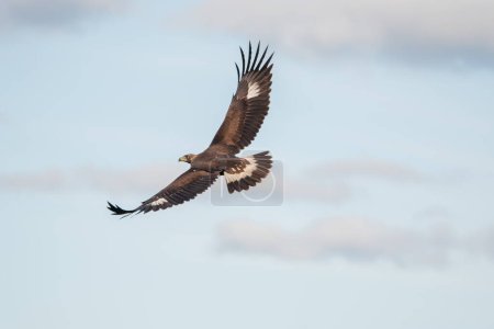 Beautiful portrait of a golden eagle in flight with outstretched wings flapping and the cloudy sky in the background in Sierra Morena, Andalucia, Spain, Europe