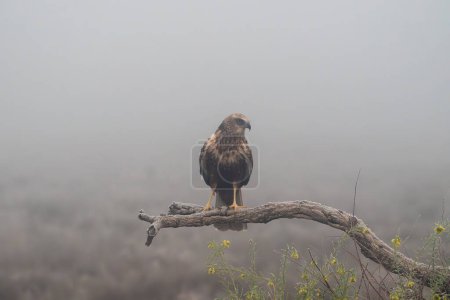 Beautiful portrait of a marsh harrier perched on a tree branch with vegetation and flowers on the sides looking laterally on a foggy day in Spain, Europe