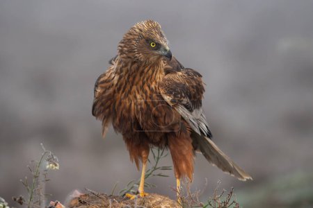 Beautiful very close portrait of a marsh harrier perched on a rock looking laterally with vegetation and plants around on a day of dense fog in search of prey in Spain, Europe