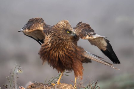 Beautiful very close portrait of a marsh harrier perched on a rock looking laterally opening its wings with vegetation and plants around on a day of dense fog in search of prey in Spain, Europe
