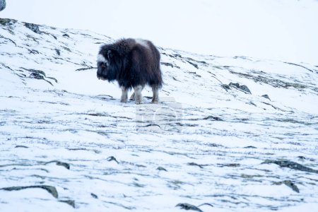 Beautiful portrait of a baby musk ox looking sideways sticking out its tongue with snow on its fur in a purely white snowy landscape with rocks and small vegetation in Dovrefjell national park in Norway,