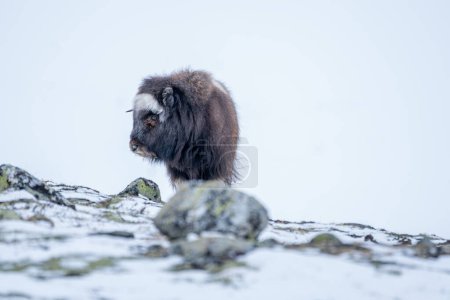 Beautiful close-up portrait of a baby musk ox looking sideways in a snowy landscape just behind some mossy stones in Dovrefjell National Park in Norway, Europe