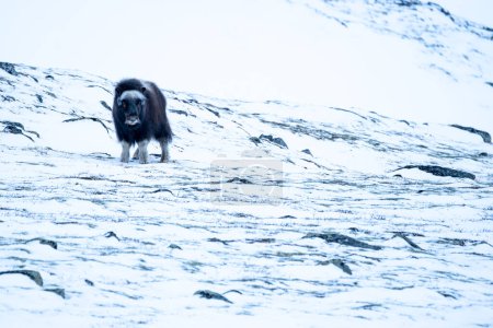 Beautiful portrait of a baby muskox perched looking forward in a purely white snowy landscape with rocks and small vegetation in Dovrefjell national park in Norway, Europe