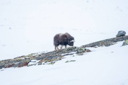 Beautiful portrait of a baby muskox from the side looking for something to eat among the stones and bushes with moss in a snowy landscape between mountains in Norway, Europe