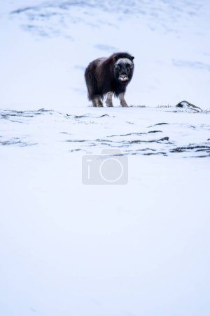 Beautiful vertical portrait of a baby musk ox in a snowy landscape between mountains in Norway looking at the camera with the white vastness and a rock with some moss in Europe