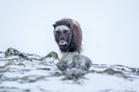 Beautiful portrait of a baby muskox in a snowy landscape between mountains in Norway looking at camera with a branch in its mouth with rocks, bushes and moss in the foreground in Europe