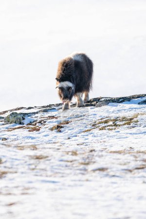 Beautiful frontal portrait of a baby muskox on a snowy hill with rocks and small grasses looking towards the ground with its tongue out looking for something to eat in the snowy landscape of Norway