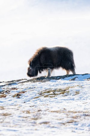 Beautiful side portrait of a baby muskox on a snowy hill with rocks and small grasses looking for something to eat in the snowy landscape of Norway, Europe