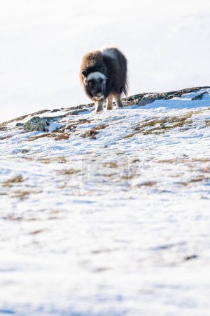 Beautiful frontal portrait of a baby muskox on a snowy hill with rocks and small grasses looking towards the ground looking for food in the snowy landscape of Norway, Europe