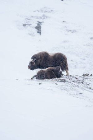 Beautiful portrait of a muskox mother and her calf perched in the snow enduring the blizzard while they rest and the mother takes care of the calf before continuing to search for food in a snowy landscape