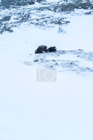 Beautiful landscape with the main focus on a portrait of a muskox mother and her calf perched in the snow enduring the blizzard while they rest before continuing to search for food in Norway, Europe
