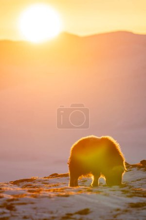 Beautiful vertical portrait of a baby musk ox looking for food in the snow in a snowy landscape in Norway at sunset with the sun in the background