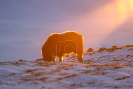 Beautiful side portrait of a baby musk ox searching for bushes and grasses in the snow with the evening light falling directly on it in a snowy landscape in Norway