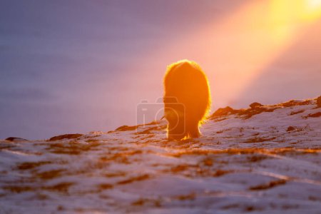 Beautiful portrait of a baby musk ox searching for food in the snow with the evening light falling directly on it in a snowy landscape in Norway