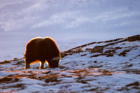 Beautiful portrait of a baby musk ox with an orange tint from the sunset light looking through the snow bushes to eat in a snowy landscape in Norway