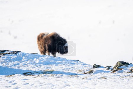 Beautiful side portrait of a baby musk ox with orange tints from the sun on its fur over the snowy mountains with rocks and some bushes in a snowy landscape in Norway