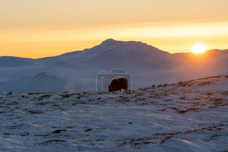 Beautiful snowy mountain landscape in Norway with a bright orange sunset with a baby musk ox looking for food among the snow, bushes and rocks