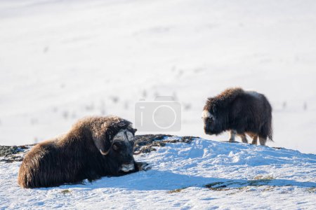 Beautiful portrait of a baby musk ox and its mother with orange tints from the sun on their fur over the snowy mountains with rocks and bushes in a snowy landscape in Norway