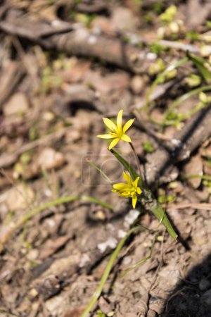 Photo for Early flowering yellow star - wild herbs and flowering gold star, herbaceous plant - Royalty Free Image
